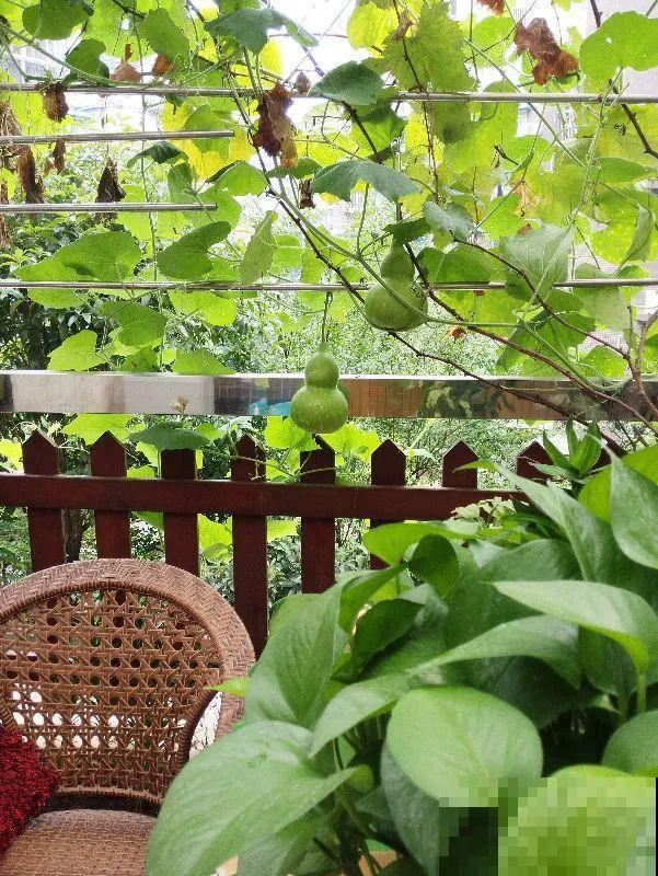 我想有个菜园子,秋天结满新鲜蔬菜,现在正收获! 我想有个菜园子,秋天结满新鲜蔬菜,现在正收获!