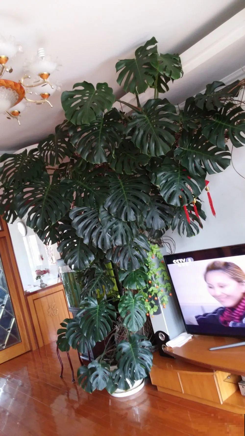 家里养棵球兰，开花漂亮，香味浓郁