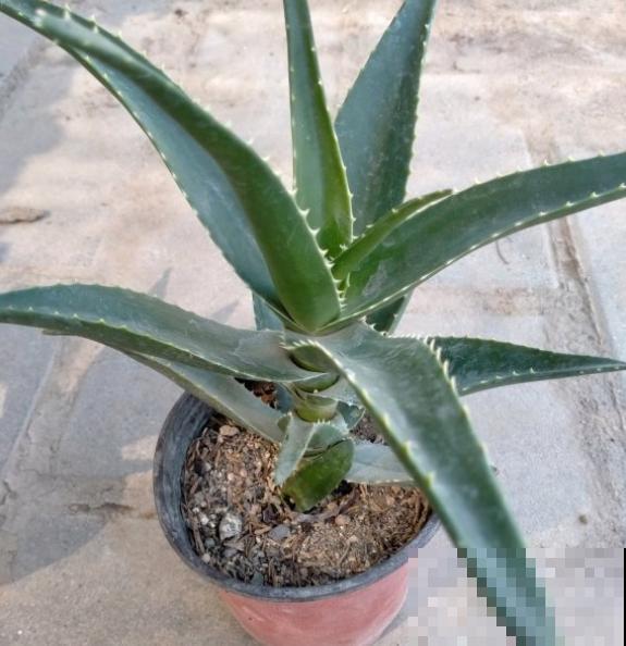 4种植物既能观赏，又能吸收“废气”，简直是家庭小能手！