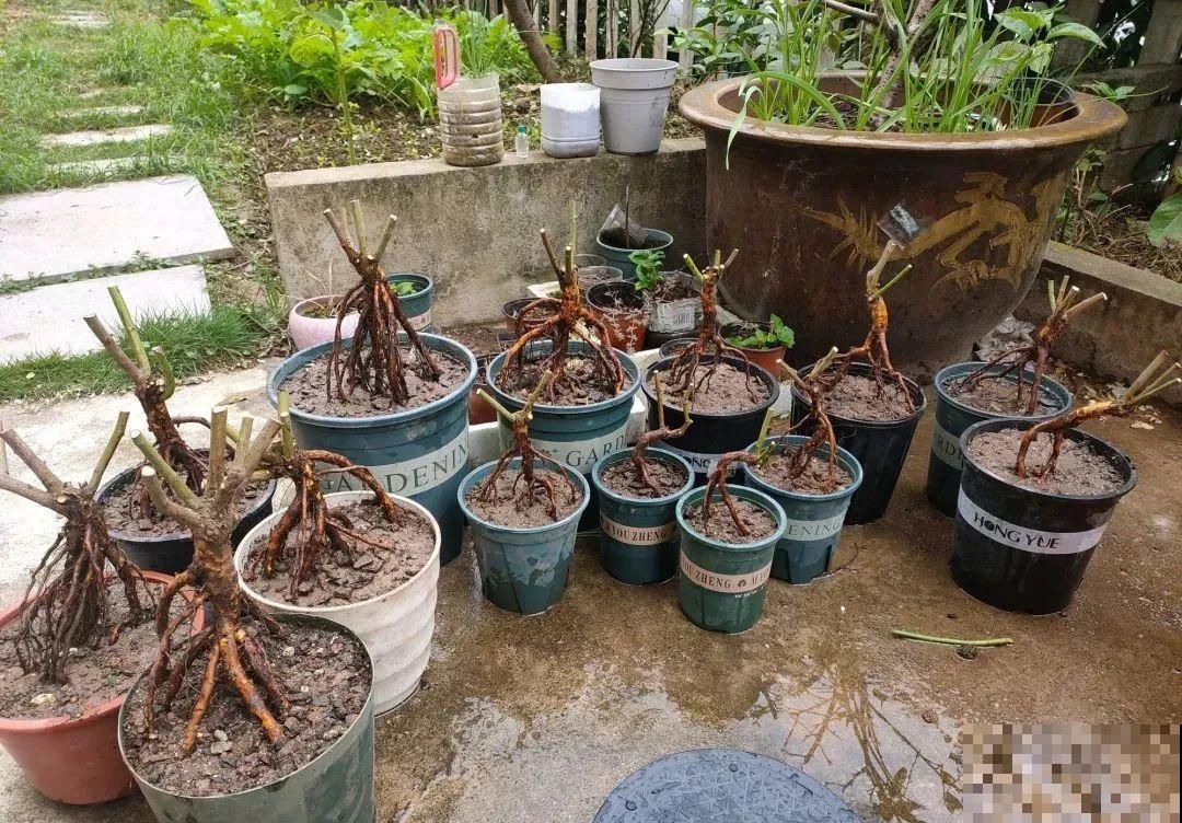 这种花就欠“拽”，没事拽拽根，变成老桩美到爆！