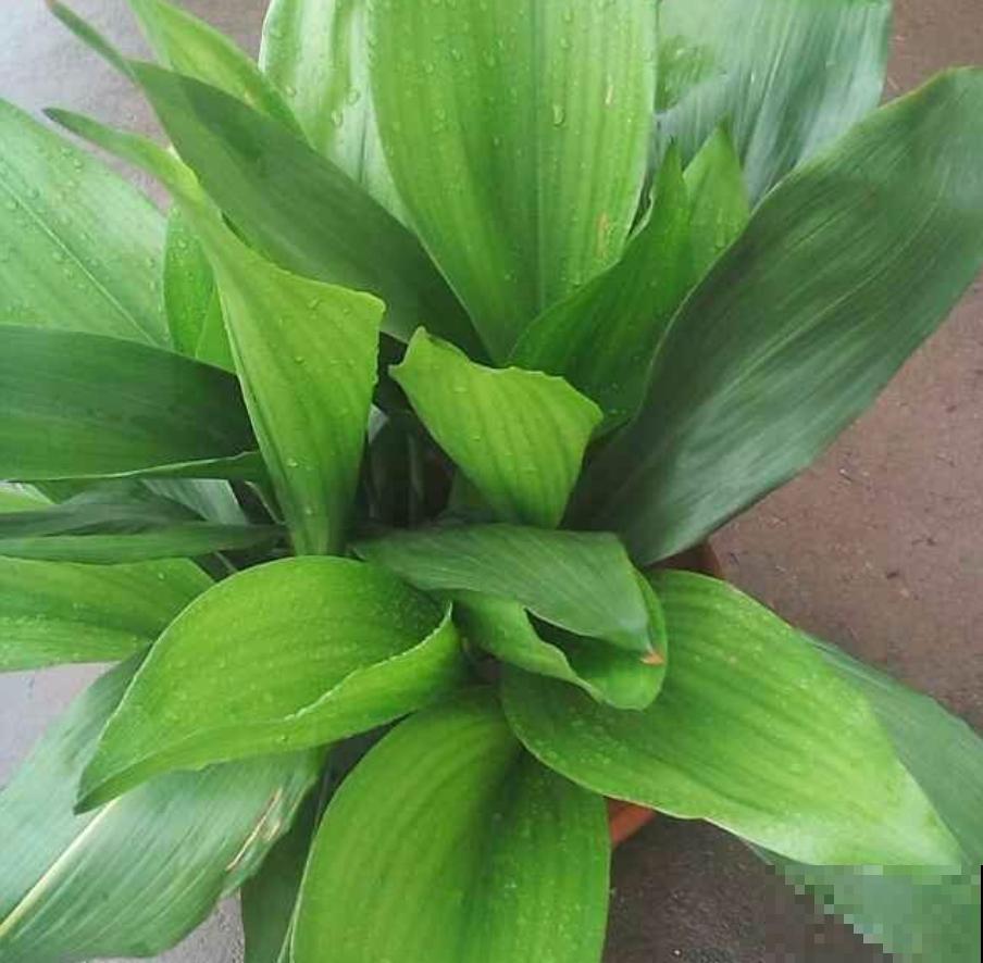 你家卫生间缺点啥？当然是吸臭花，祛味、杀菌超棒！