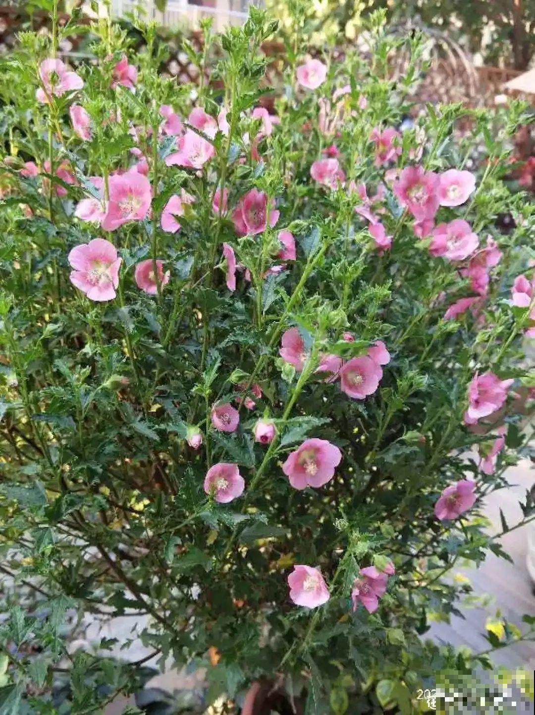 开花劳模就是它，1次能开上千朵，养成棒棒糖太羡慕！