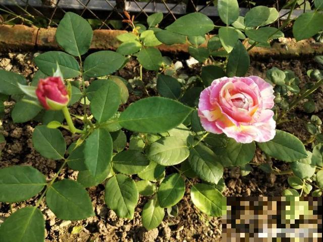 月季别剪了，剪完一杆全黑，今年都白养！