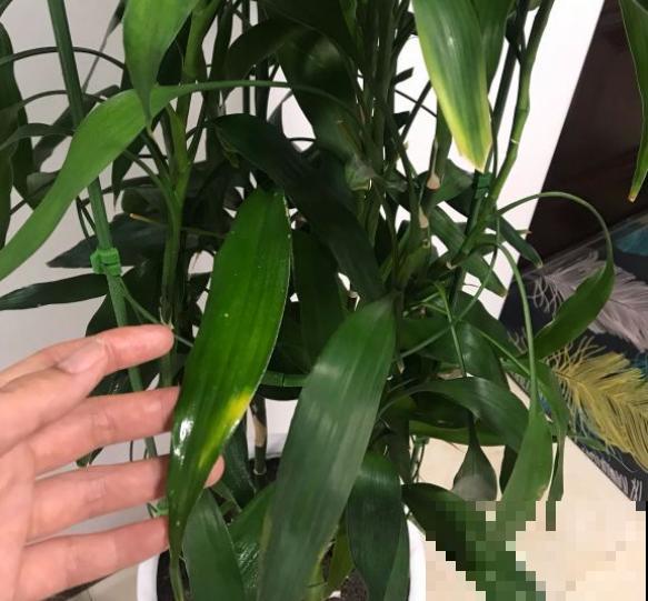 有3种幸运花，特别美丽好养，回家快去栽一盆！