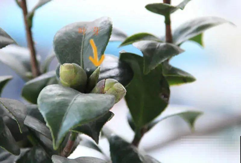 冒出来的花苞全剪了,气的人肝疼,1个月后竟然爆开花! 冒出来的花苞全剪了,气的人肝疼,1个月后竟然爆开花!