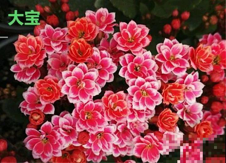 这种花品种多,花型好,养了你就爱上了! 这种花品种多,花型好,养了你就爱上了!