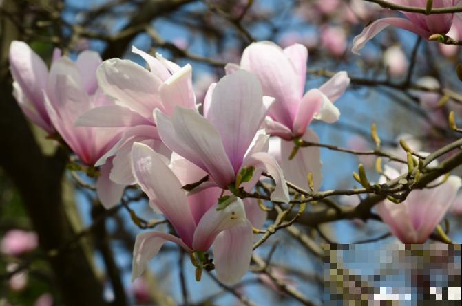 适合地栽养的花木，只要种一棵，年年有花赏！