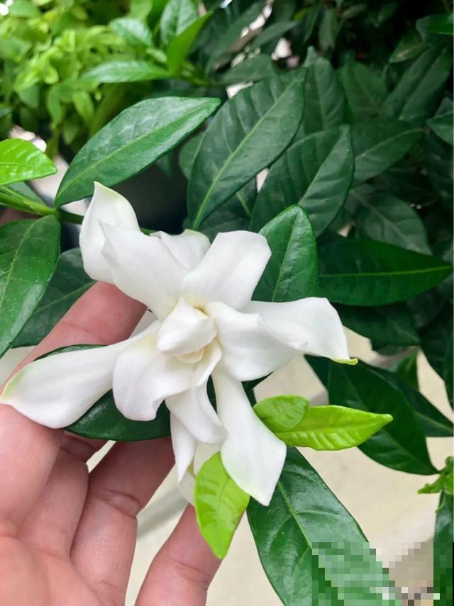 养花人的特点，你中了几条