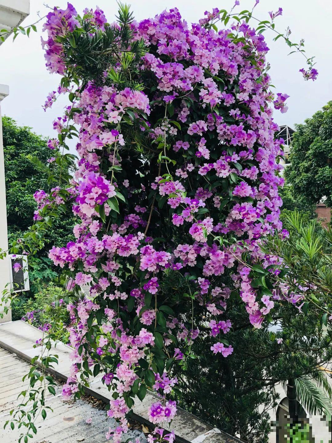 不死鸟太震撼了，长满整个屋顶，感觉都要压塌了