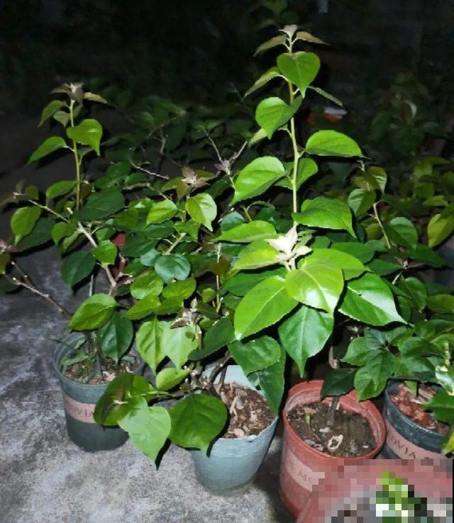 十月养这花,撸叶子、少浇水,10天冒出大花苞! 十月养这花,撸叶子、少浇水,10天冒出大花苞!