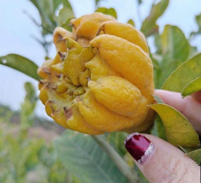 全能的佛手，一瓜多吃，观赏食用两不误！