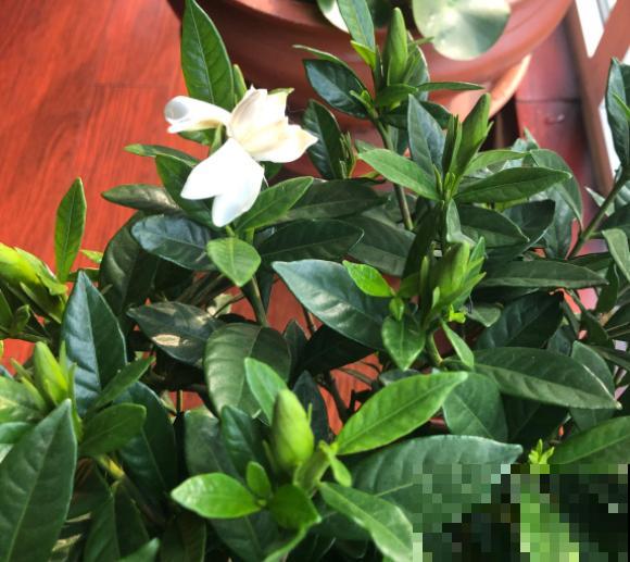 花卉修剪有讲究，时间要挑对，天冷不能剪！