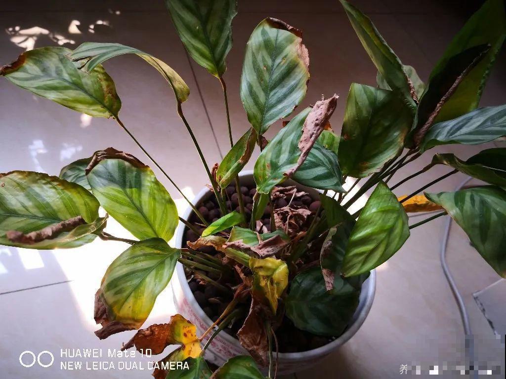 11月,千万别买这种花,养不活惹一肚子气! 11月,千万别买这种花,养不活惹一肚子气!