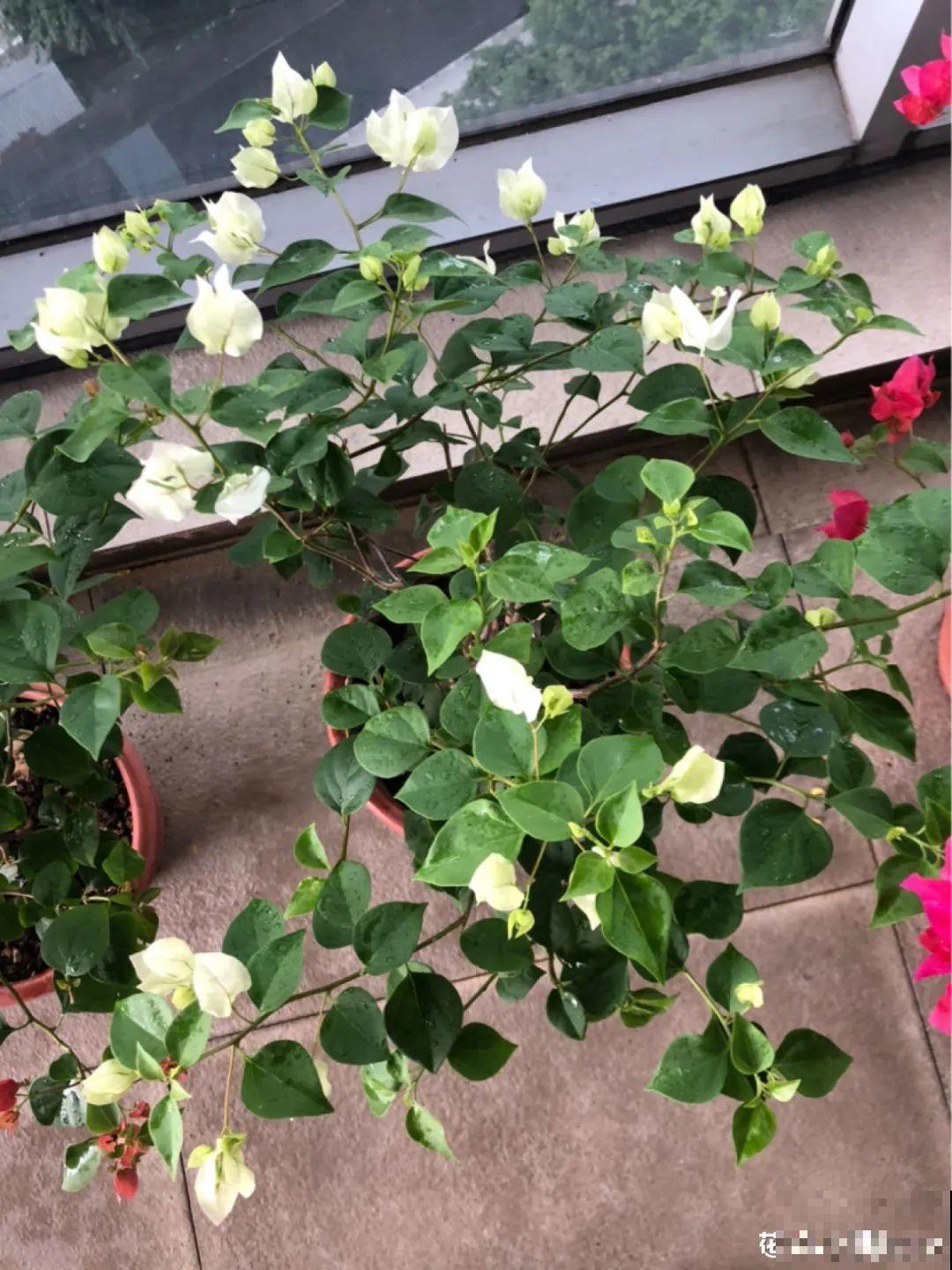 养三角梅，这几点做不对，光长叶子不开花！