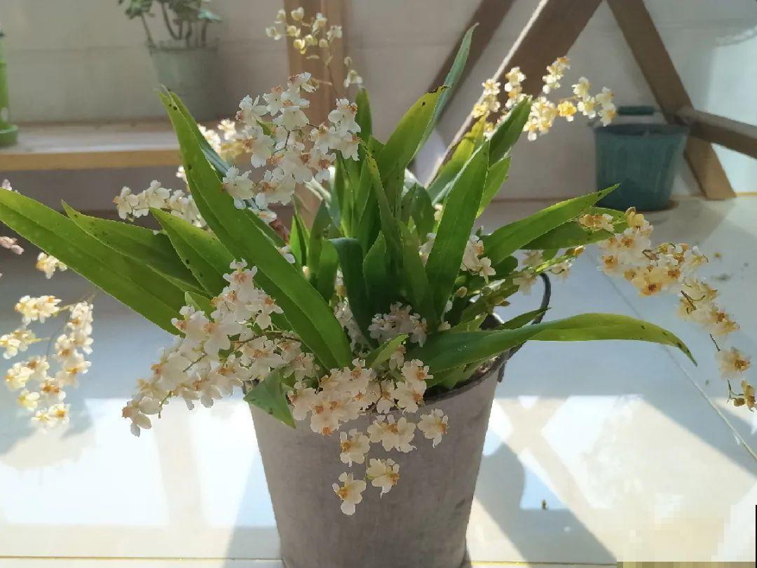 养花不能随意,一不小心就死翘翘,心太累! 养花不能随意,一不小心就死翘翘,心太累!