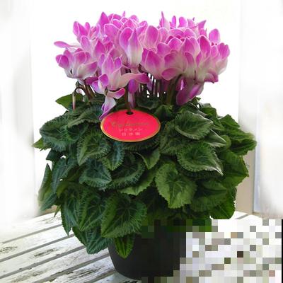 冬天养这5种花,越冷越开花,适合室内养护 冬天养这5种花,越冷越开花,适合室内养护