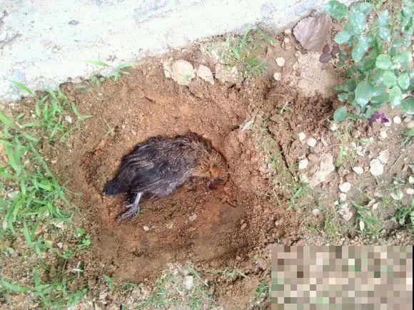 大螃蟹做花肥,秋天大补,花吃完就疯长了! 大螃蟹做花肥,秋天大补,花吃完就疯长了!