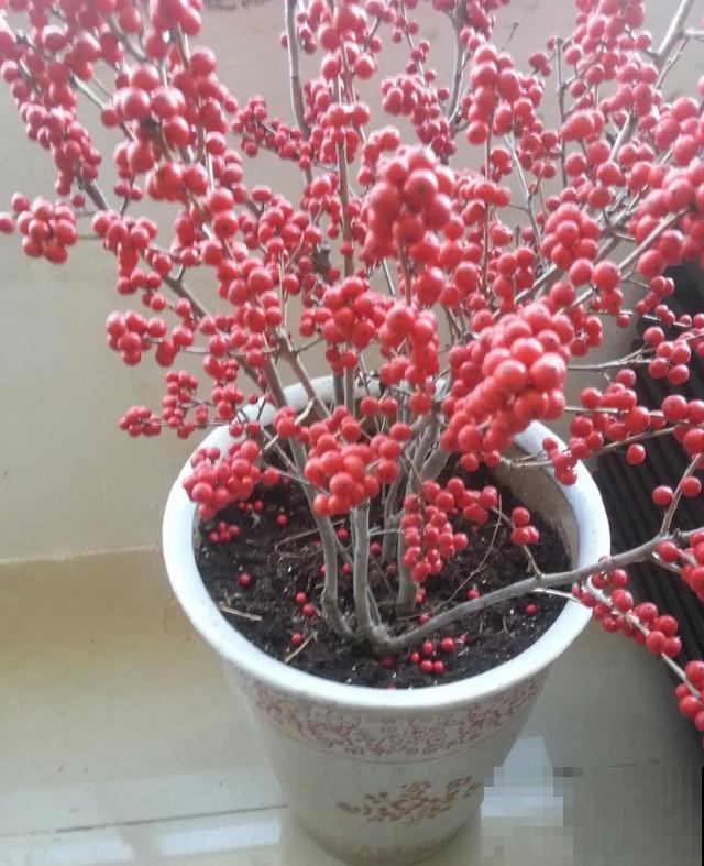 不怕冷的花,越冻越红火,大冬天照样活 不怕冷的花,越冻越红火,大冬天照样活