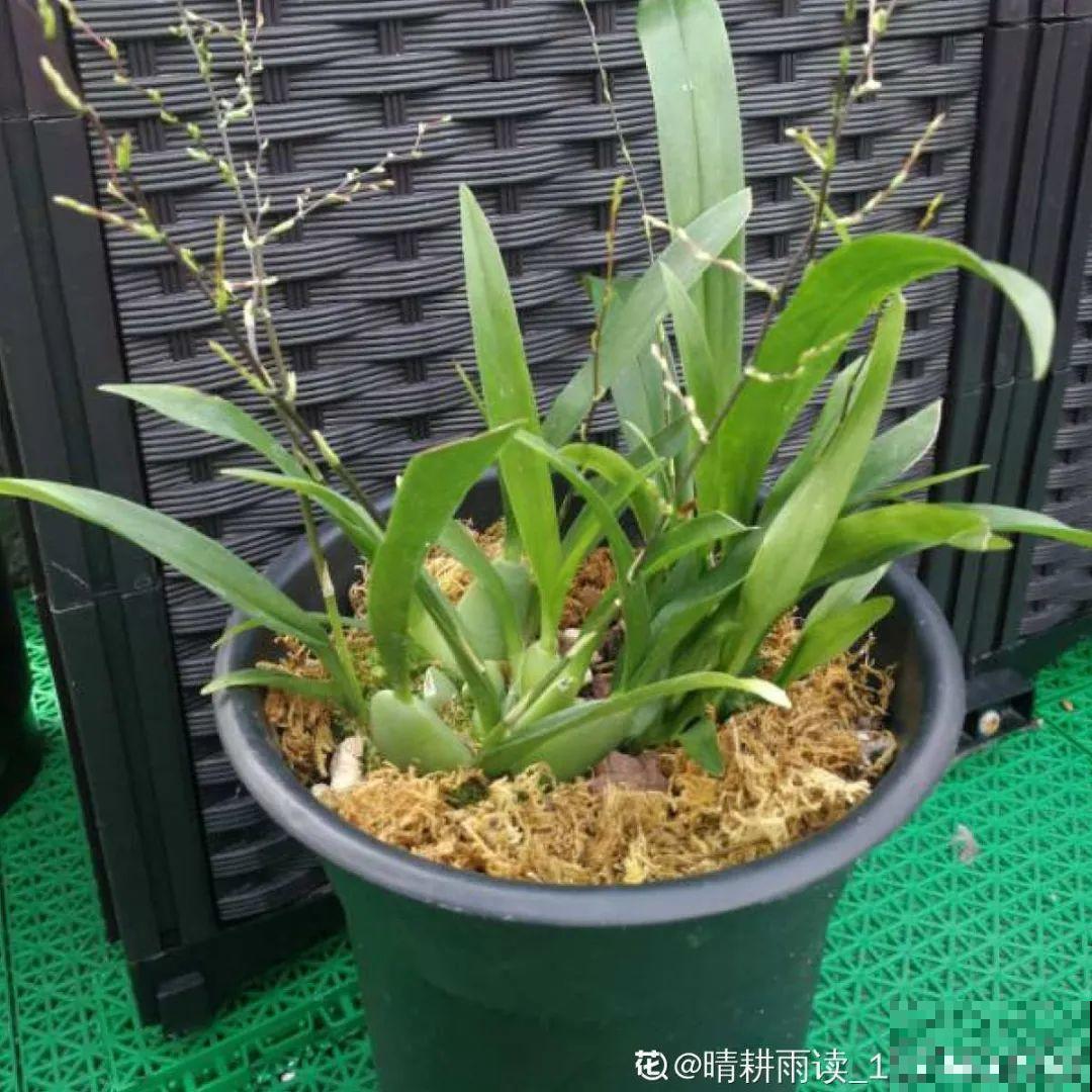 秋天特难养的花，养不活难受，还惹一肚子气！