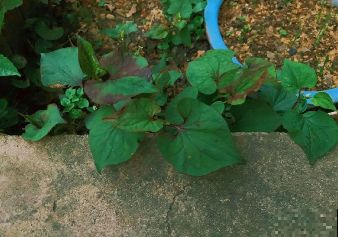 家里养了鱼腥草，吃都吃不完，泛滥了！