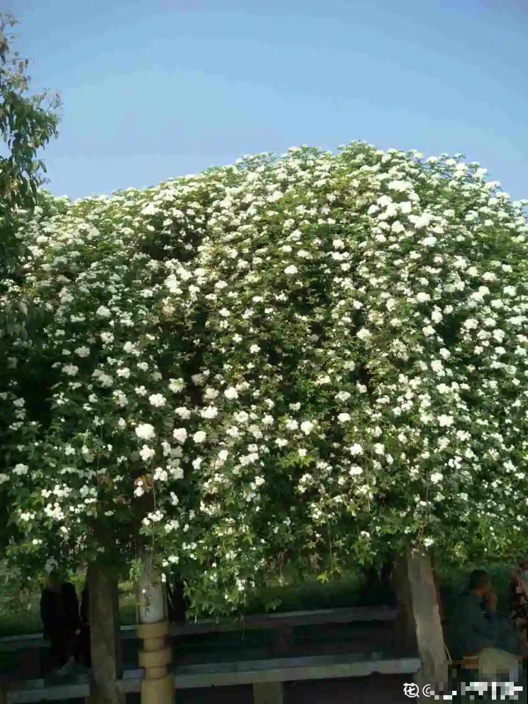 不死鸟太震撼了，长满整个屋顶，感觉都要压塌了