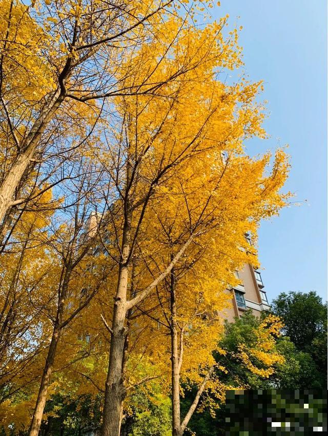 秋分后，绿化带捡种子，回家撒土里就活！