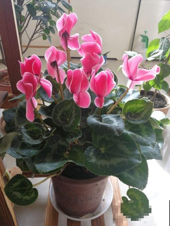 绿萝仙客来不抗冻,冬天容易黄叶烂根,套袋子保温效果好 绿萝仙客来不抗冻,冬天容易黄叶烂根,套袋子保温效果好