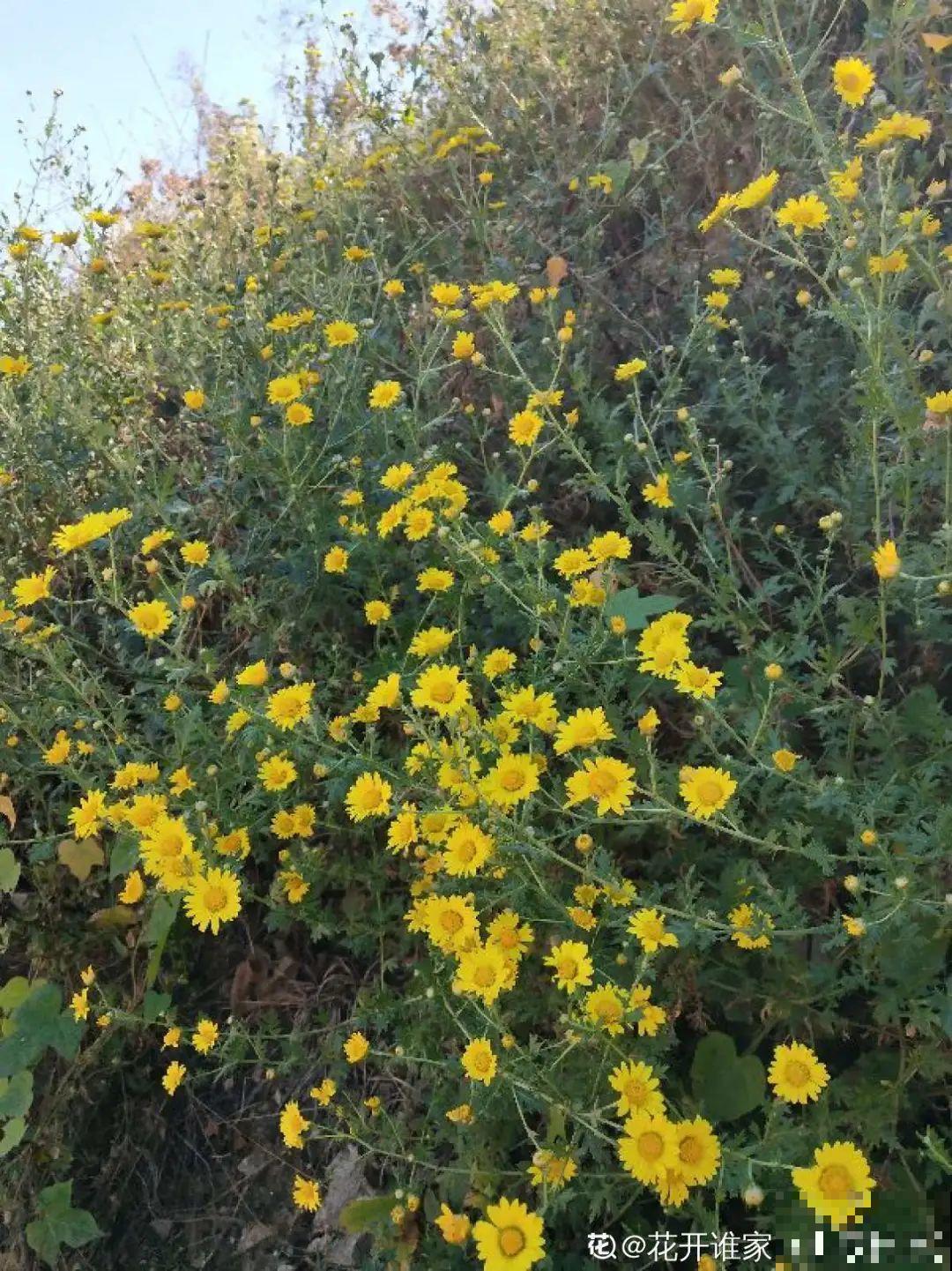 50种小时候常见的野草，现在几乎见不到了