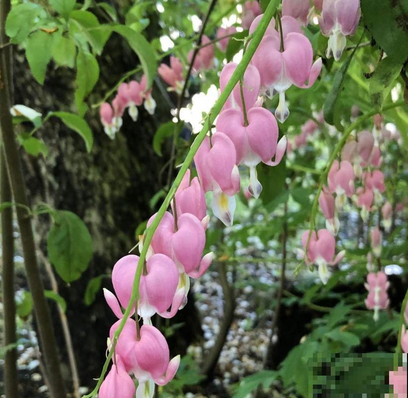 超别致的花卉,枝条上挂满荷包,故事凄美! 超别致的花卉,枝条上挂满荷包,故事凄美!