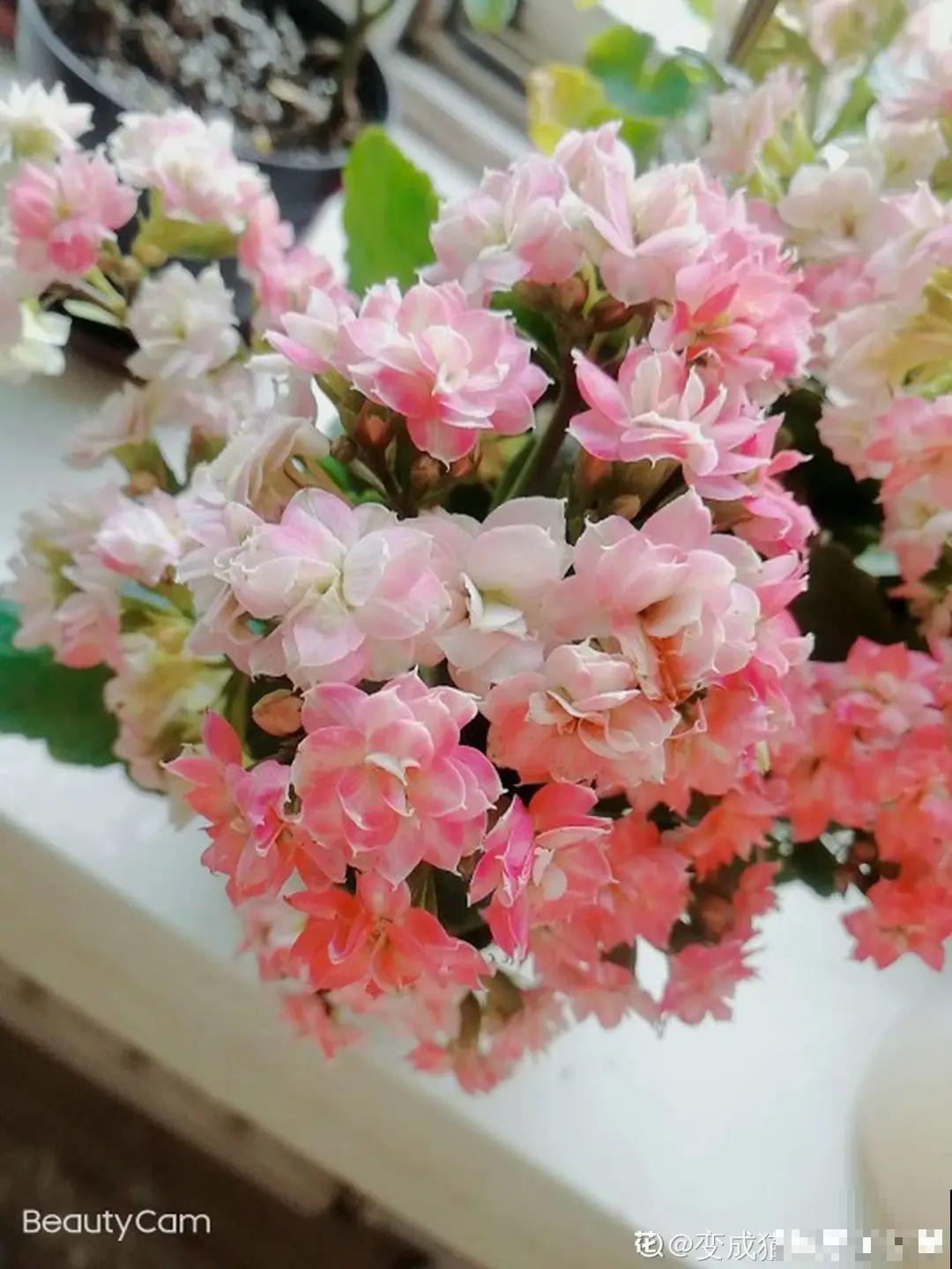 长寿总是不开花，黑塑料袋一套，立马咕噜噜冒花苞！