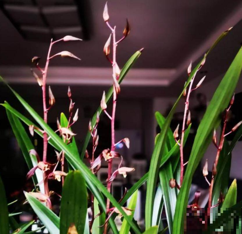 墨兰不好养，掌握5个小窍门，叶茂花繁！