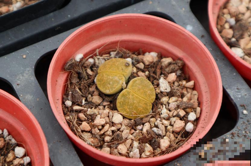 生石花蜕皮期特要紧，注意这3点，长成拳头大！