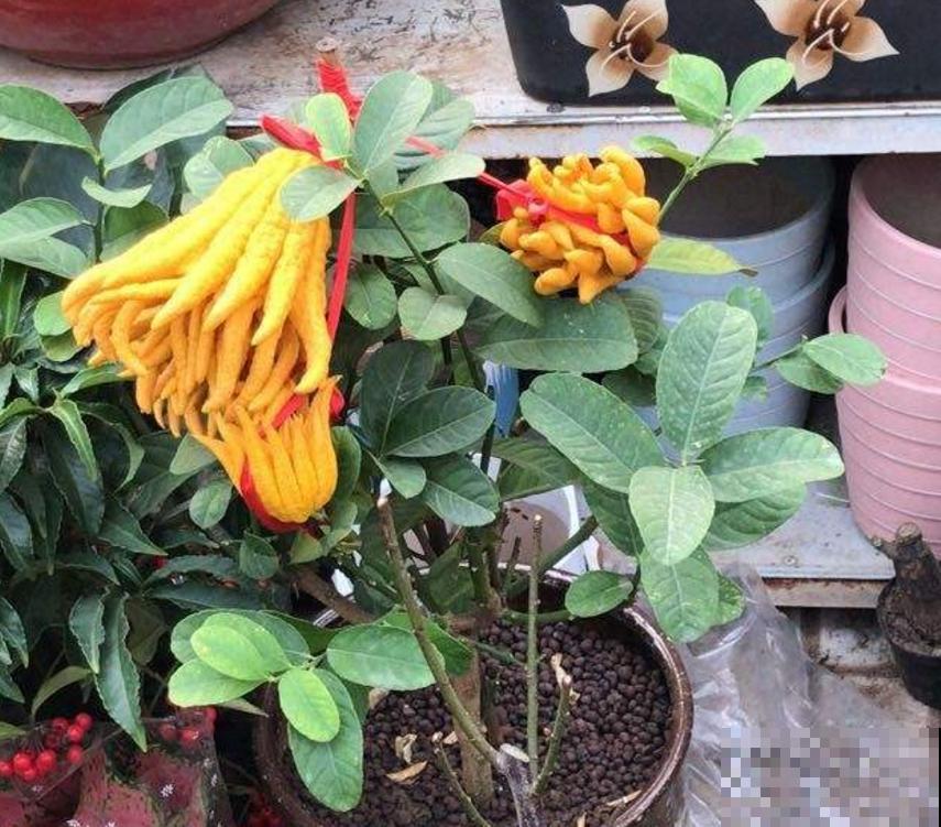 全能的佛手，一瓜多吃，观赏食用两不误！