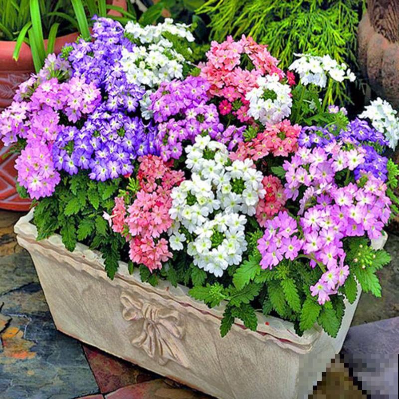 秋季种棵六倍利，很快就开花，花朵撑破盆！