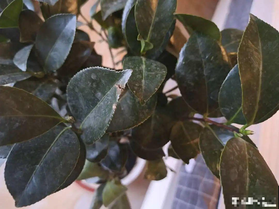 天凉了，9种花不能修剪，剪了以后不开花！