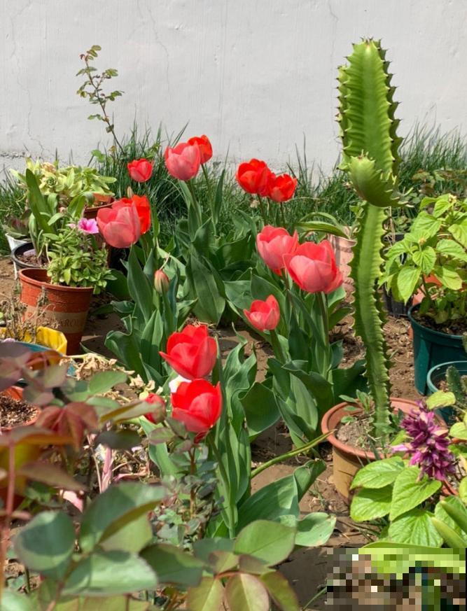 最适合院子种的花,皮实耐寒花期长,好养死不了! 最适合院子种的花,皮实耐寒花期长,好养死不了!