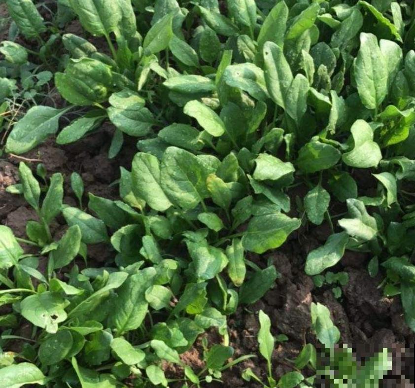 秋冬阳台种菠菜,抗寒又好养,改善伙食种一波儿! 秋冬阳台种菠菜,抗寒又好养,改善伙食种一波儿!