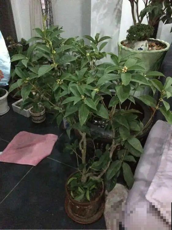 秋天特难养的花，养不活难受，还惹一肚子气！