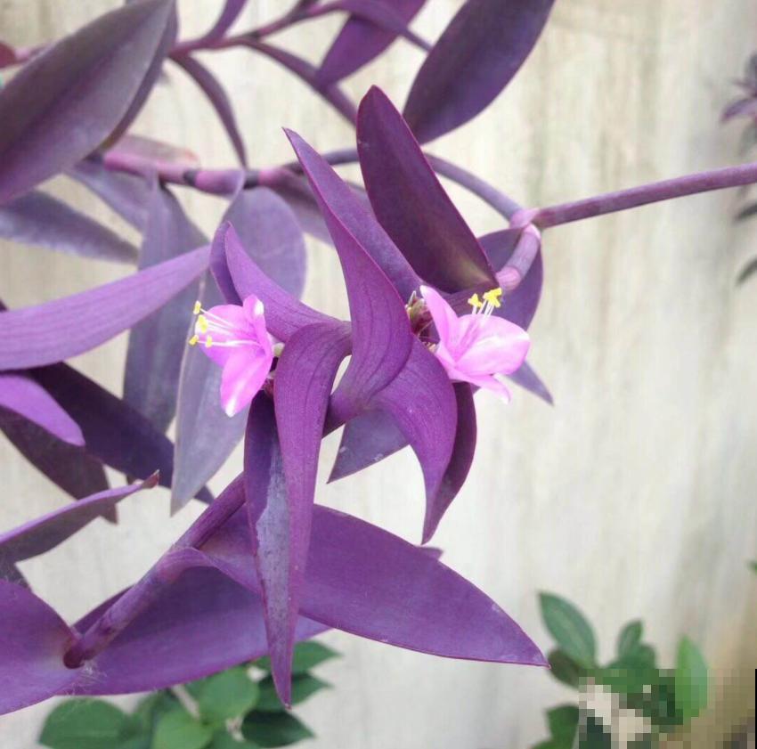 紫竹梅紫得高贵，忽略一件事，叶子变成“丑陋绿”，太难看！