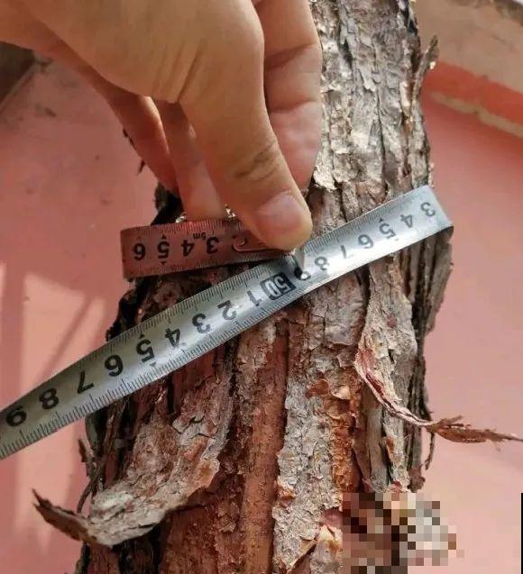 50年的桂花树,卖了5万块钱,大家觉得值吗? 50年的桂花树,卖了5万块钱,大家觉得值吗?