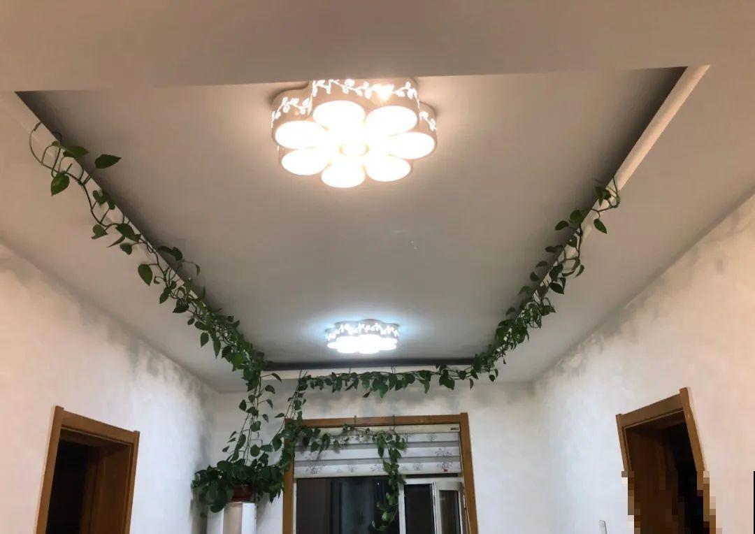 家里养棵球兰，开花漂亮，香味浓郁