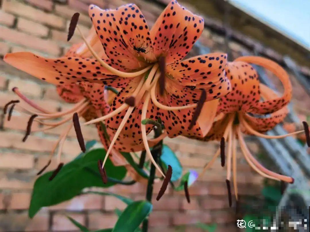 家养的花，开败之后还能炖，一点也不亏