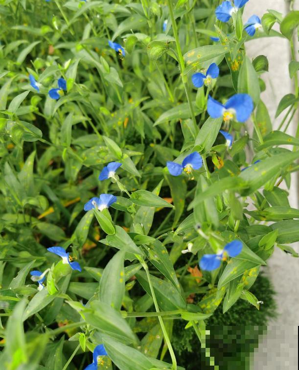 蓝紫色“精灵”鸭跖草,似蝴蝶花间飞舞,仙气十足! 蓝紫色“精灵”鸭跖草,似蝴蝶花间飞舞,仙气十足!