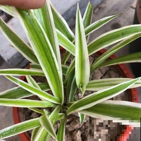 绿萝、吊兰变异了？这些品种，你未必都见过！