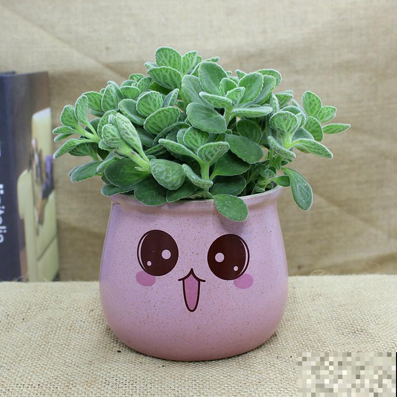 4种花不能朝叶子喷水，通风不好易烂叶，一定要注意