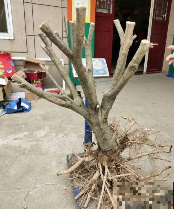 50年的桂花树,卖了5万块钱,大家觉得值吗? 50年的桂花树,卖了5万块钱,大家觉得值吗?