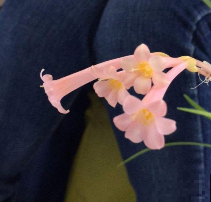 垂筒花适合在家养，香气甜美，闻了就有好心情！