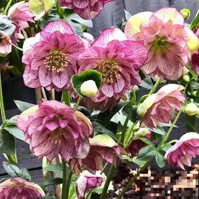 冬天就养耐阴花，没光也能开爆盆，扔角落自己疯长！