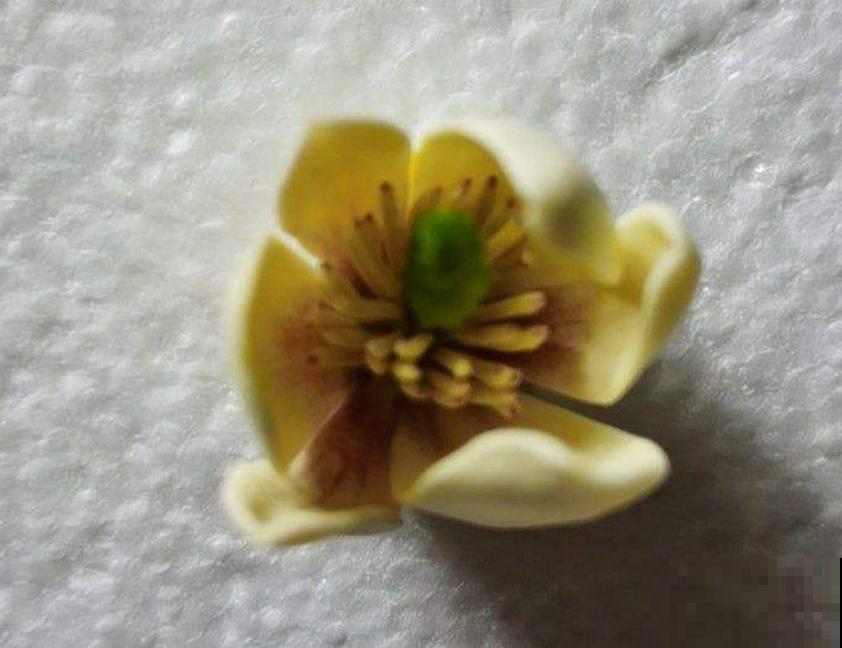 “娇羞美人”含笑花，似放非放，清香飘十里！