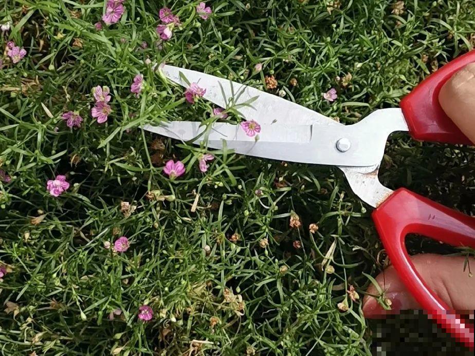 特欠剪的花,越剪越好看,花开不断! 特欠剪的花,越剪越好看,花开不断!